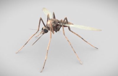 写实蚊子,害虫