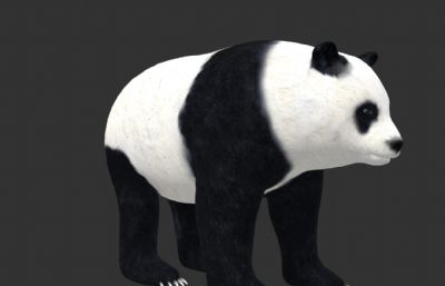 熊猫带骨骼,500多帧动作,max,maya,fbx文件