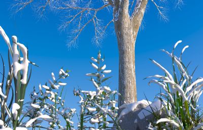 雪后初晴下的大树植物场景,晴空雪景