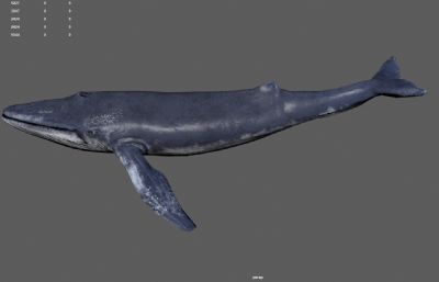 写实蓝鲸,鲸鱼,座头鲸,带摆尾动作