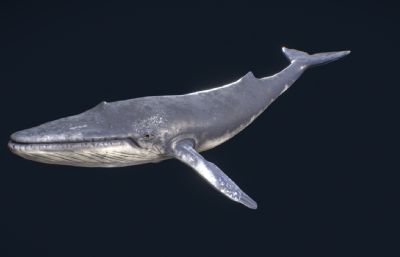 写实蓝鲸,鲸鱼,座头鲸,带摆尾动作3