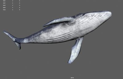 写实蓝鲸,鲸鱼,座头鲸,带摆尾动作