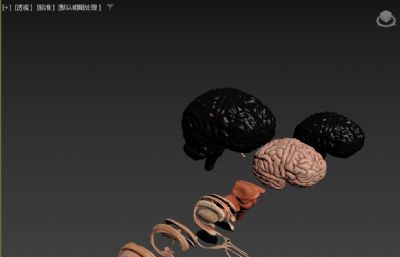 人类大脑 解剖器官