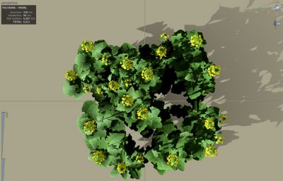 PBR油菜花,写实植物