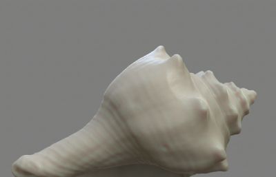 贝壳,海螺3D扫描模型