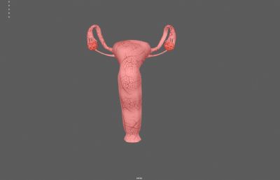 子宫剖面 卵巢 生殖器官医学教材