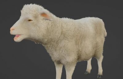 呼叫的写实绵羊blender模型
