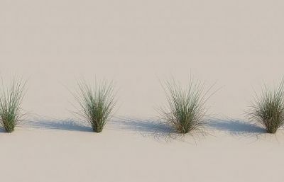 花卉 水生植物 莲花 芦苇