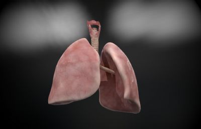 人体肺部和气管,塌陷