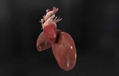 人类心脏+隔膜