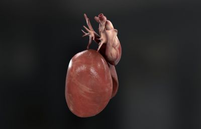 人类心脏+隔膜