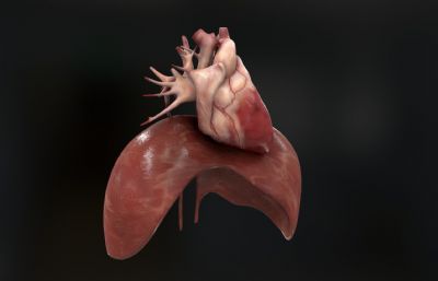 人类心脏+隔膜3