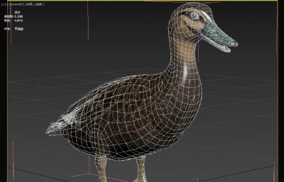 太平洋黑鸭3dmax模型