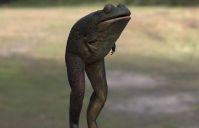 爱兰青蛙,拉夫兰青蛙