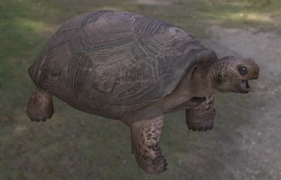 哥法地鼠龟,佛州地鼠龟地鼠穴龟
