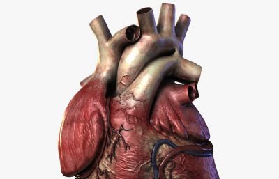 人体心脏解剖,人体器官医学教具