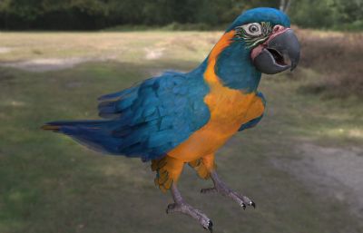 蓝喉金刚鹦鹉,玻利维亚金刚鹦鹉1