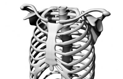 人的胸腔obj模型