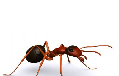 红蚂蚁,大蚂蚁