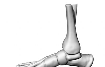 骨骼脚,人类足骨