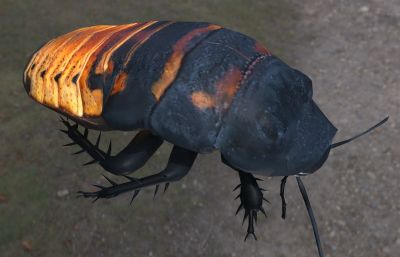 马达加斯加发声蟑螂