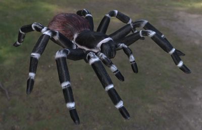 巴西白膝头蜘蛛