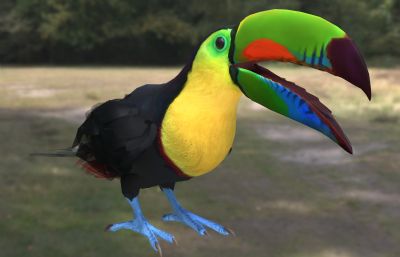 彩虹巨嘴鸟,厚嘴巨嘴鸟,彩虹鵎鵼鸟