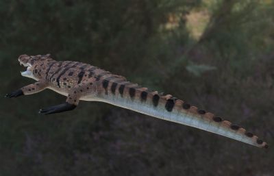 马达加斯加角鳄鱼
