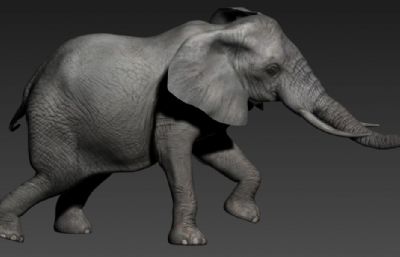 影视级大象,带趴下动画3dmax模型