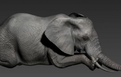 影视级大象,带趴下动画3dmax模型