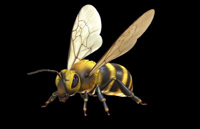 蜜蜂,黄蜂,昆虫节肢动物