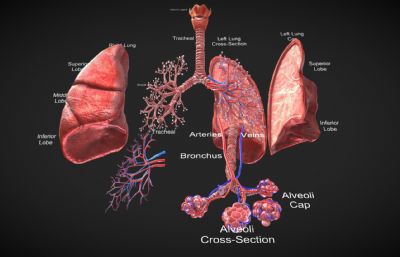 解刨人体肺部组织,教学器具