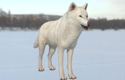 北极狼,白狼动物