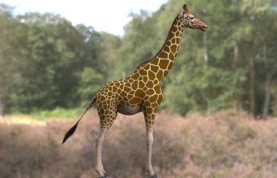 网纹长颈鹿,索马里长颈鹿3dmax模型