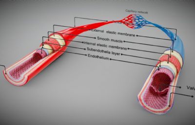 血管解刨,剖切面结构obj模型