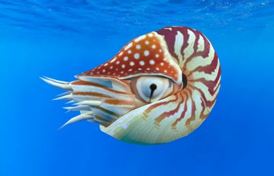 珍珠鹦鹉螺海洋生物