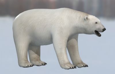 北极熊,白熊