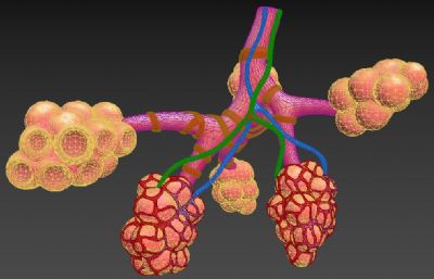 支气管肺泡obj模型