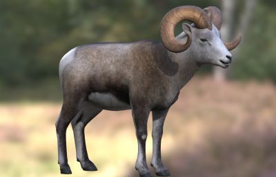 大角羊野生动物3dmax模型