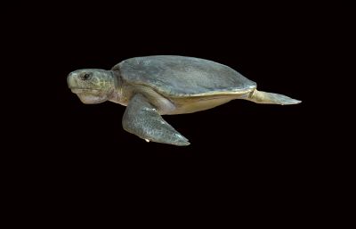 扁背海龟,深海乌龟,海洋动物