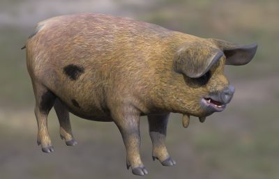 新西兰昆昆猪3dmax模型