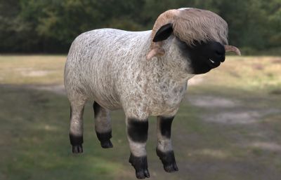 瑞士瓦莱黑鼻羊,冰川山羊