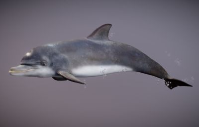 水族馆海豚,海洋动物