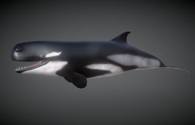 巨型鲸鱼/虎鲸/齿鲸