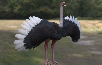 非洲鸵鸟野生动物3dmax模型