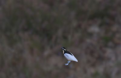 埃及鸻/鳄鸟/牙签鸟/燕千鸟