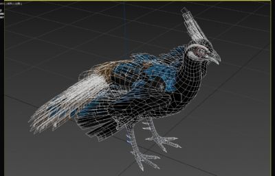 巴拉望孔雀雉野生动物3dmax模型
