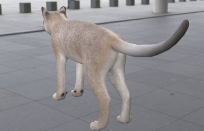 孟加拉猫,写实动物3dmax模型