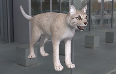 孟加拉猫,写实动物3dmax模型