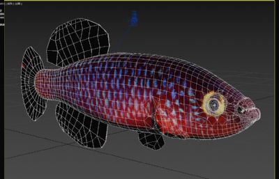 卡夫假鳃鳉鱼3dmax模型